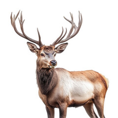 a majestic deer stands prominently against a white background. showcasing its impressive antlers and graceful form  beauty of wildlife. highlighting the animal's natural elegance and features for educ