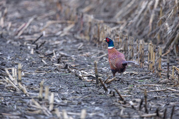 Portrait of male Common pheasant (Phasianus colchicus) running in the maize field, Belgium
