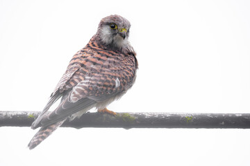 Portrait of a Kestrel (Falco tinnunculus), Belgium