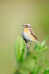 Female whinchat (Saxicola rubetra) perched on a twig, Ghent, Belgium