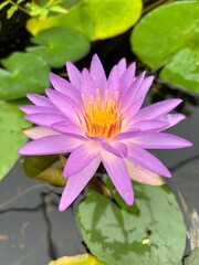 Nymphaea Purple Lucent Water Lily Lotus