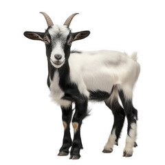Obraz premium a cute black and white goat stands upright. showcasing its distinct features. including curved horns and a playful expression goat in a neutral setting. emphasizing its fur texture and overall charm