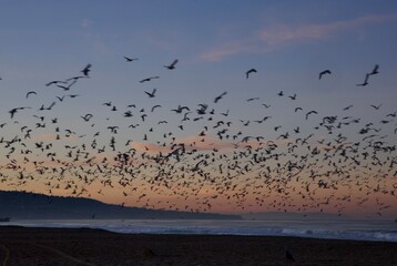 seagulls taking flight from the beach