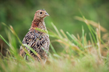 Portrait of a chick of a Common pheasant (Phasianus colchicus) in the grass, Belgium