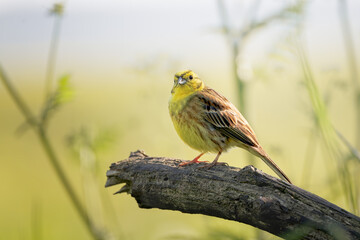 Yellowhammer (Emberiza citrinella) perched on tree stump