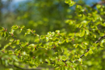 Fresh green leaves on a tree branch in spring