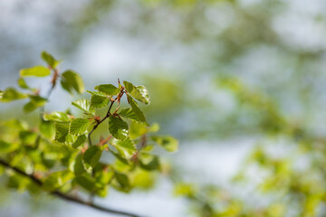 Fresh spring leaves on a branch bathed in sunlight New growth in nature