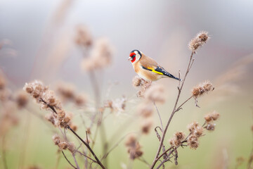 Perched European goldfinch (Carduelis carduelis), Kallo, Belgium