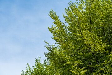 Fresh green leaves against a clear blue sky