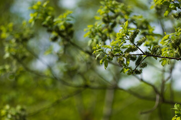 Fresh spring leaves and catkins on a tree branch