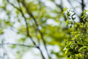 Fresh spring leaves and branches in a soft focus background