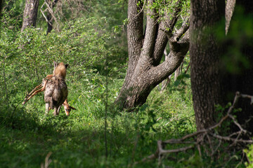 Hyène tachetée, Crocuta crocuta, avec jeune impala, Parc national Kruger, Afrique du Sud