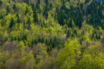 Lush green forest canopy vibrant spring foliage
