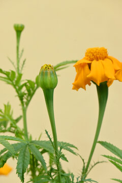 closeup the orange marigold flower with bud growing with leaves in the garden soft focus yellow brown background.