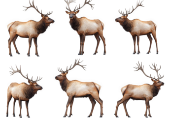 series of five realistic illustrations of elk. showcasing different poses and angles the elk are depicted with detailed fur and prominent antlers. emphasizing their majestic appearance this illustrati