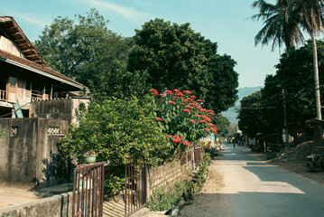 Narrow alley street in front of traditional wooden stilt house blossom poinsettia bush front yard stone wall of at Mai Chau village, Hoa Binh, Vietnam, tall red flower plant blue sky rural town