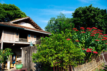 Blossom poinsettia bush at front yard stone wall of traditional wooden stilt house at Mai Chau village, Hoa Binh, Vietnam, tall red flower plant under sunny blue sky rural town in remote area