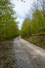 Gravel road winding through a lush green forest Sunlight filters through the leaves