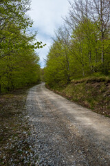 Fototapeta premium Gravel road winding through a lush green forest Serene nature scene
