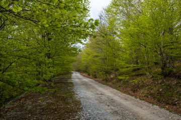 Gravel road winding through a lush green forest Sunlight dappled through leaves