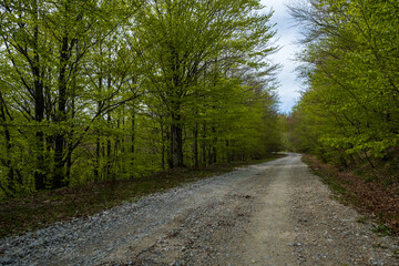 Fototapeta premium Gravel road winding through a lush green forest Tranquil nature scene