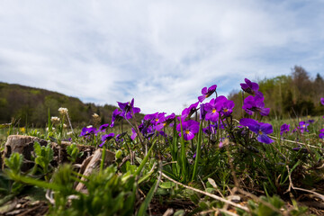 Obraz premium Vibrant purple wildflowers in a field under a partly cloudy sky