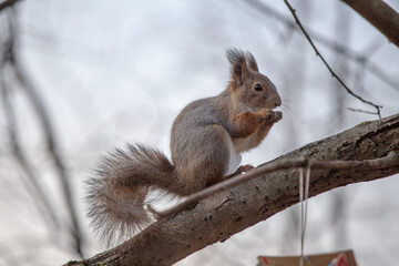 A silhouette of a squirrel with a nut in its paws sits on a branch.