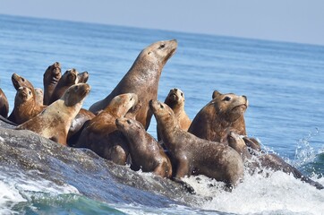 Naklejka premium Seals and Sea Lions lay on rocks.