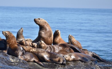 A colony of Seals on shore.