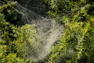Dew covered spiderweb glistening in the morning sun draped delicately across vibrant green foliage