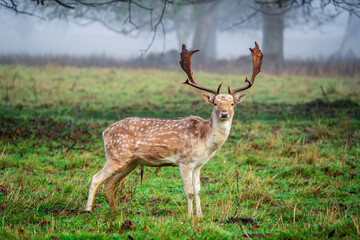 Majestic Fallow Deer in Misty Meadow with Scenic Woodland Backdrop