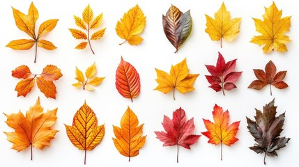 Fototapeta premium Autumn Leaves Collection Colorful Fall Foliage Display