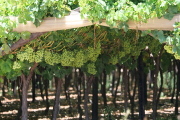 Viineyard of white grapes hanging look ripe and healthy in a big vineyard perfect for illustrating wine-related and grape farming-related content