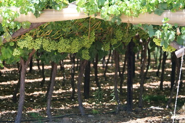 Viineyard of white grapes hanging look ripe and healthy in a big vineyard perfect for illustrating wine-related and grape farming-related content
