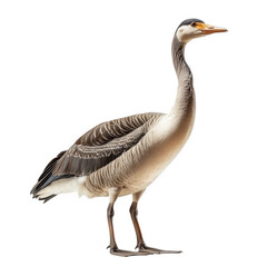 Fototapeta premium standing grey heron. showcasing its long neck. slender body. and distinctive plumage against a white background the heron is portrayed in a naturalistic manner. emphasizing its elegant posture and uni