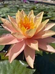Nymphaea Siam Sunset Water Lily Lotus