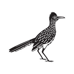 Roadrunner  bird silhouette vector art black color design and solid white background