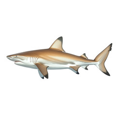 a realistic representation of a shark. showcasing its streamlined body. fins. and distinct coloration this illustration serves as an educational resource. highlighting the anatomy and features of shar