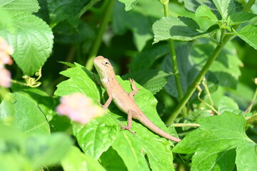 Baby Chameleons. It is a reptile animal. It is an animal of the  Chamaeleonidae family. Its other name chamaeleons. This animal is master at changing colors.
