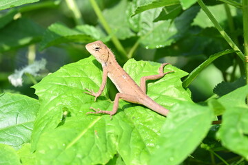 Baby Chameleons. It is a reptile animal. It is an animal of the  Chamaeleonidae family. Its other name chamaeleons. This animal is master at changing colors.
