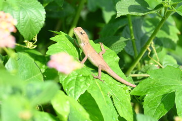 Baby Chameleons. It is a reptile animal. It is an animal of the  Chamaeleonidae family. Its other name chamaeleons. This animal is master at changing colors.
