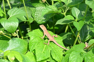 Baby Chameleons. It is a reptile animal. It is an animal of the  Chamaeleonidae family. Its other name chamaeleons. This animal is master at changing colors.
