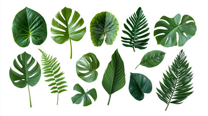 A collection of various green leaves isolated on white background.