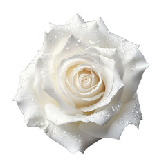 close-up of a pristine white rose adorned with droplets of water. highlighting its delicate petals and intricate layers the soft. elegant appearance of the rose conveys a sense of purity and beauty. m