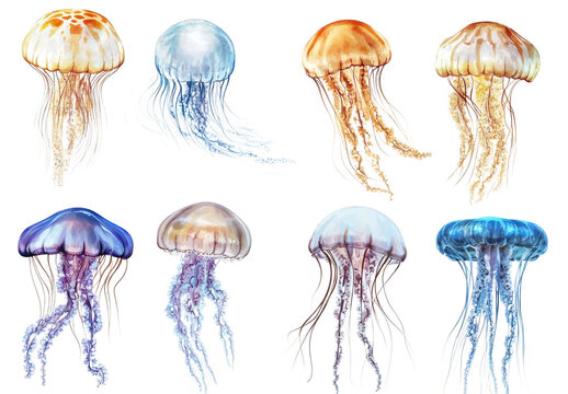 collection of eight beautifully illustrated jellyfish. each showcasing different colors and forms. floating gracefully against a white background the artwork highlights the diversity and elegance of t