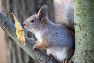 A squirrel with dark eyes sits on a tree branch in a park in autumn.