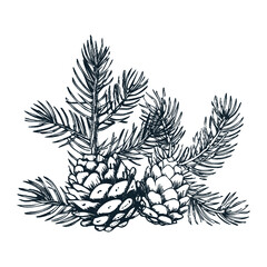 Pine branch with three cones. Vector vintage illustration. Isolated objects on white background