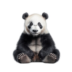 Naklejka premium cute panda sitting on a white background. showcasing its distinctive black and white fur. round face. and expressive eyes the panda appears relaxed and friendly. making it an appealing representation