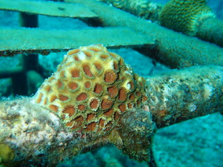 The colony of coral attached at artificial reef frame at Terengganu, Malaysia