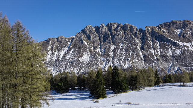 Montagne rocheuse presque sans neige au printemps avec for&ecirc;t sapins et m&eacute;l&egrave;zes au pied du massif bordant une plaine enneig&eacute;e sous un ciel bleu..
